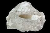 Fossil Plesiosaur (Zarafasaura) Tooth In Rock - Morocco #95085-1